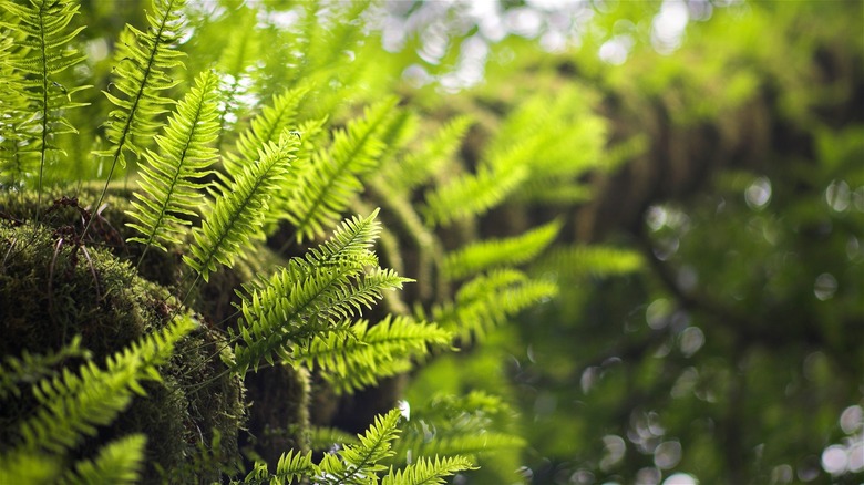 fern tree in Washington's Quinault rainforest