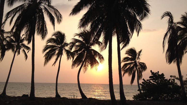 Palm trees against ocean sunset