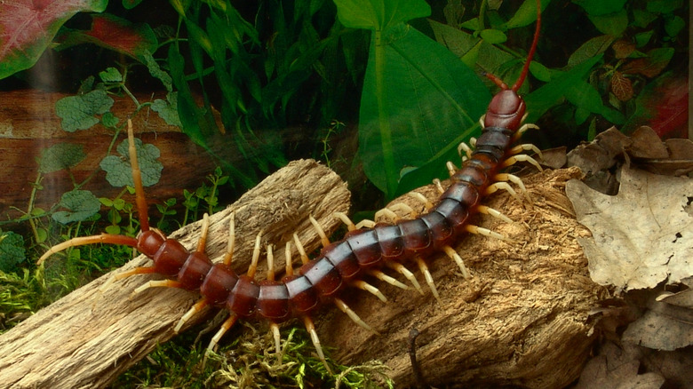 Amazonian giant centipede