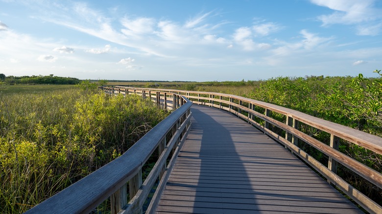 the Anhinga Trail boardwalk in Everglades National Park, Florida