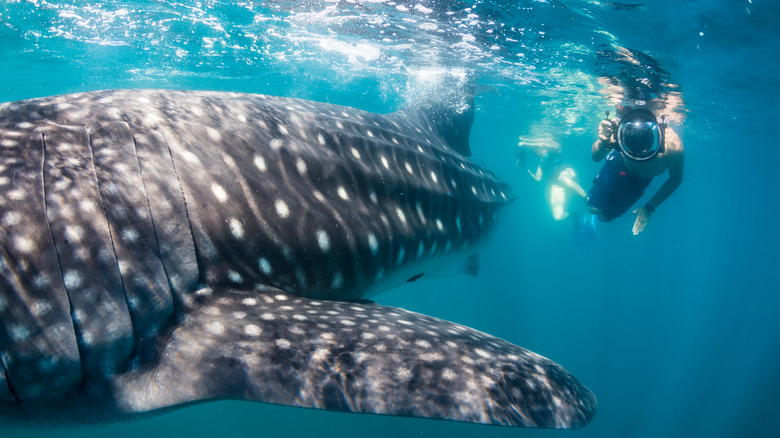 whale shark and snorkeler in La Paz