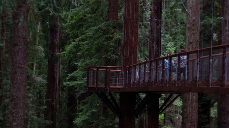 Redwood Sky Walk