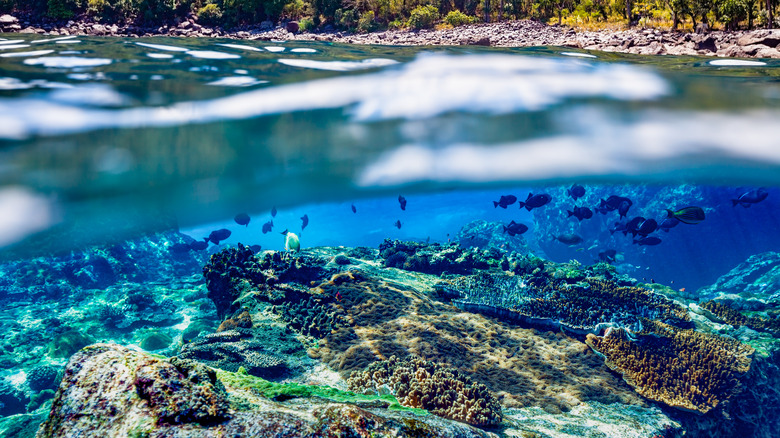 reef triggerfish just below surface