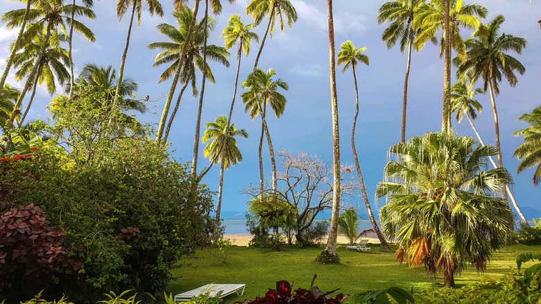 Trees on Beqa Island