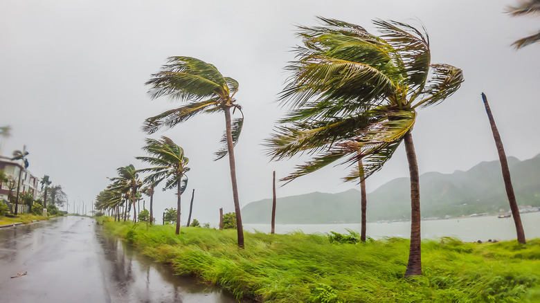 Palm trees swaying in a tropical storm