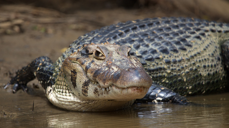 Black caiman in South America