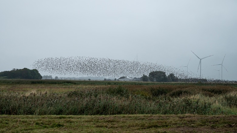 Starling swarm in Denmark