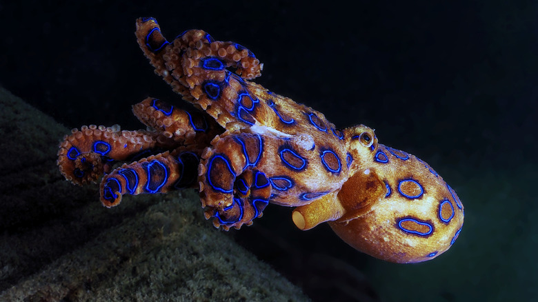 Blue-ringed octopus 