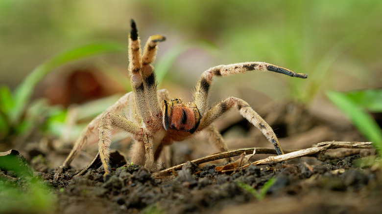 Brazilian wandering spider