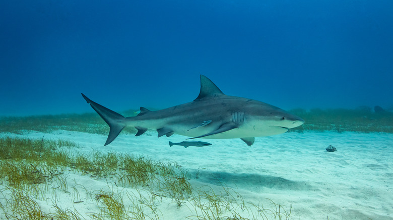 Bull shark above sea bed