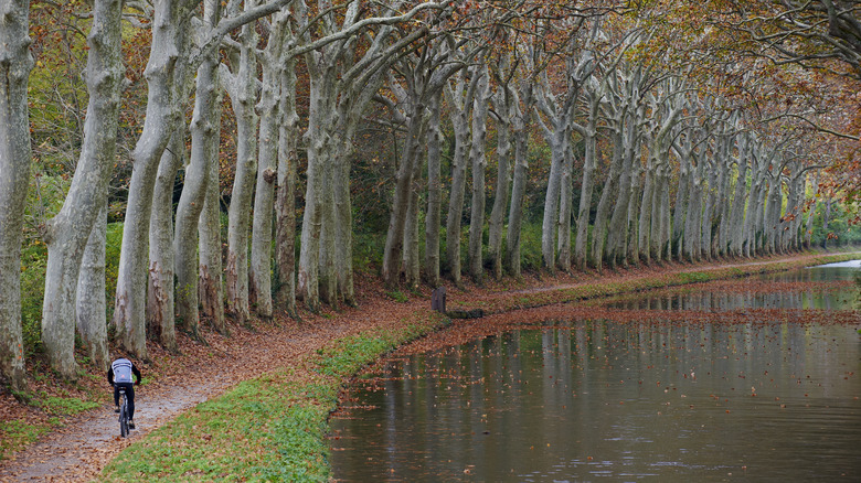 Cyclist on Canal du Midi