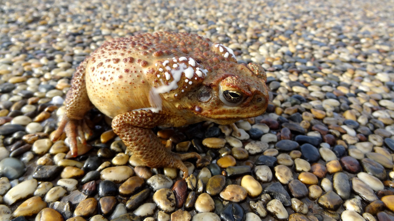 Cane toad 