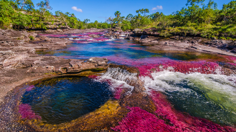 Waters of Colombia's Caño Cristales