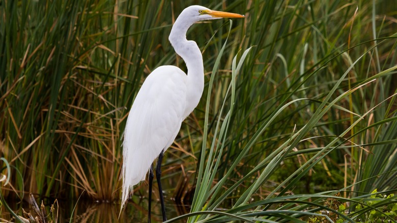 eastern great egret 