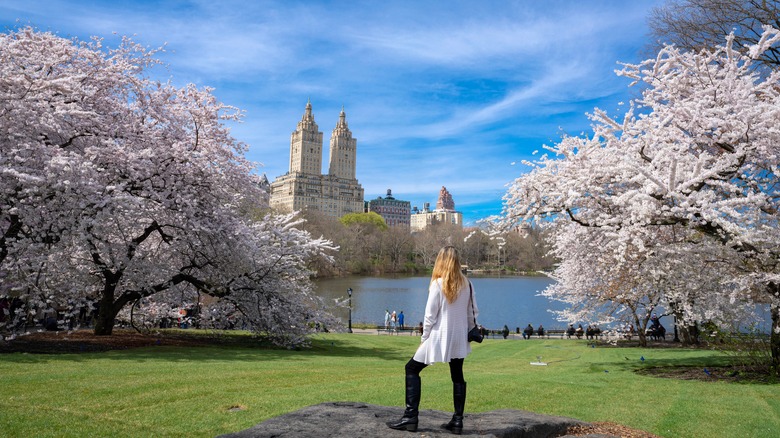 Cherry blossoms in Central Park