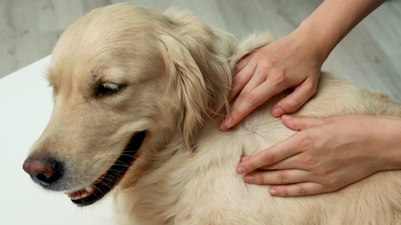 Checking a dog for ticks