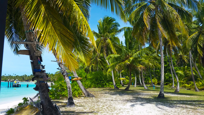 palm trees on beach