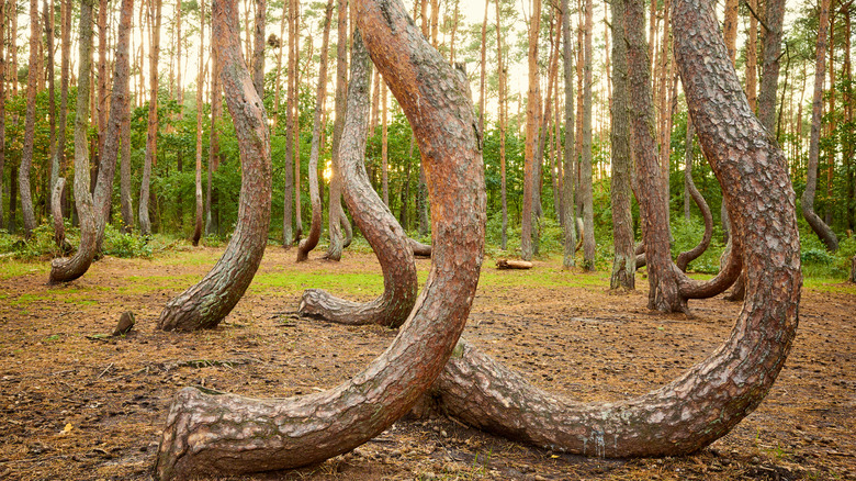 Crooked Forest in Poland