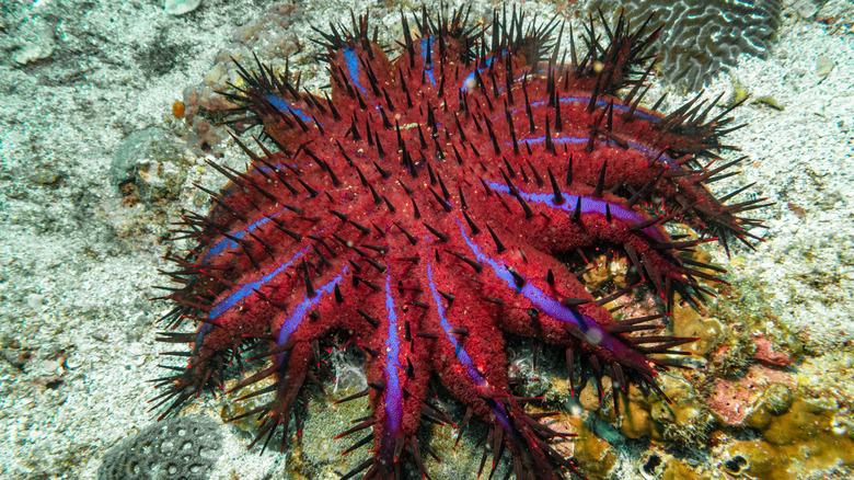 Crown Of Thorns Starfish