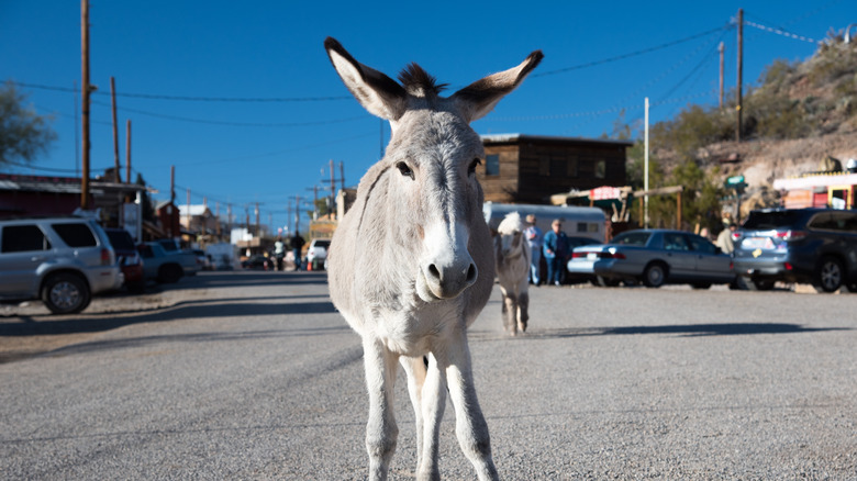 a donkey in Oatman