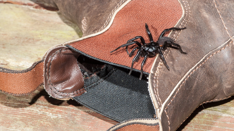 Sydney funnel web spider