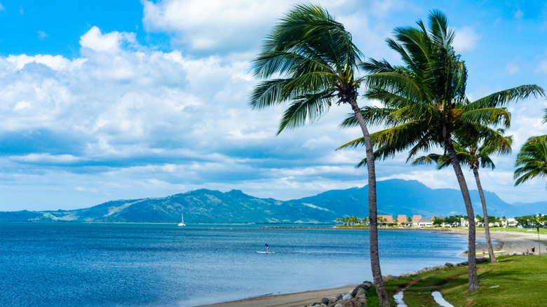 Palm trees on Denarau Island