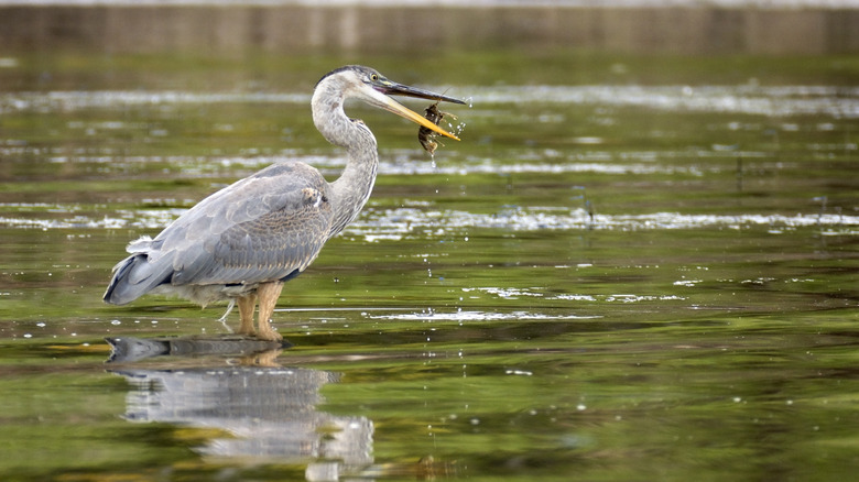 great blue heron eating critter