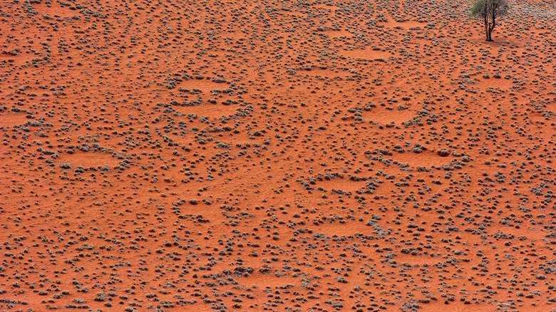 Namibia's Fairy Circles