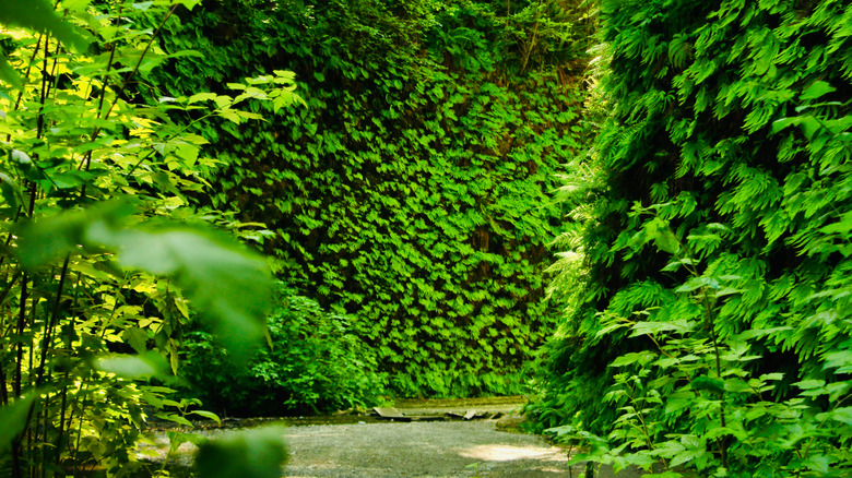 Fern Canyon in the redwoods