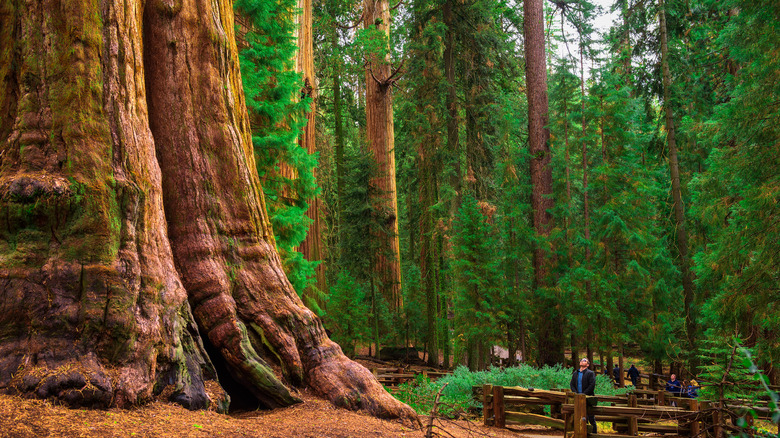 visitor at General Sherman Tree