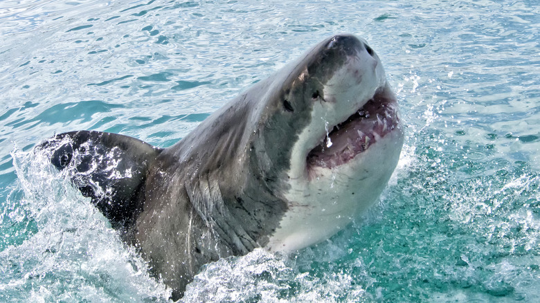 Shark in Gansbaai 