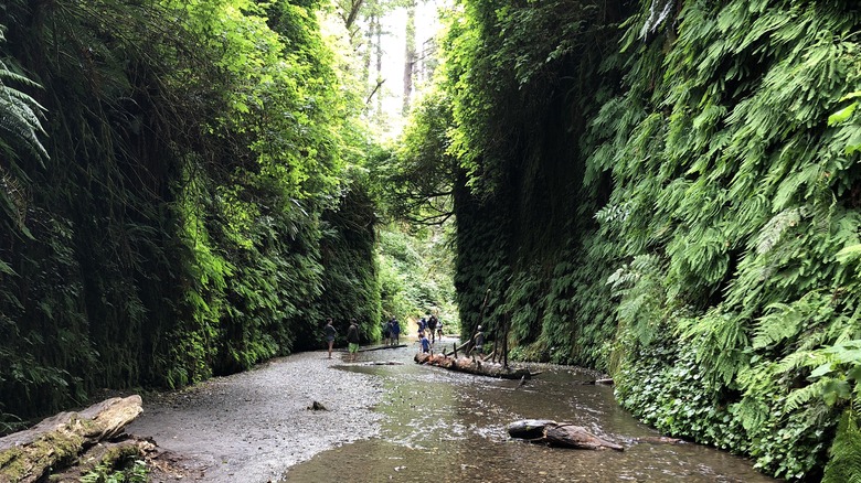 Fern Canyon at Prairie Creek State Park