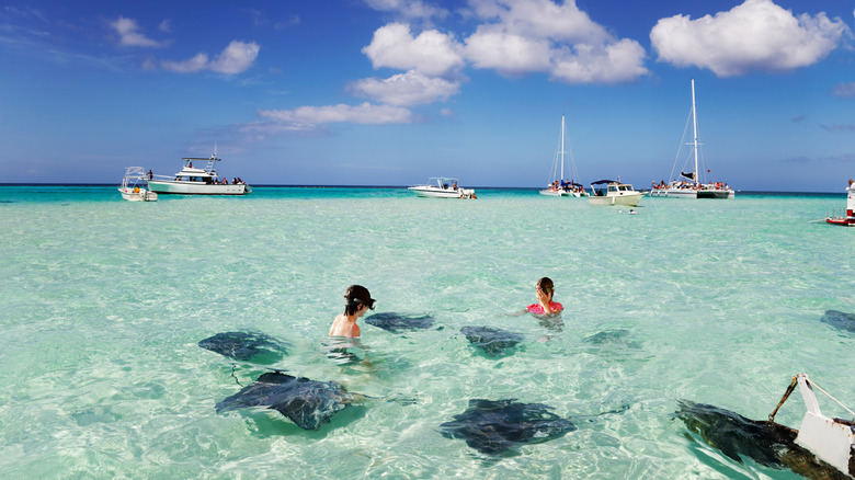 tourists swimming with stingrays