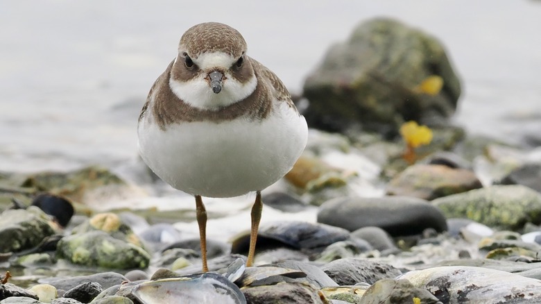 Semipalmated plover close up