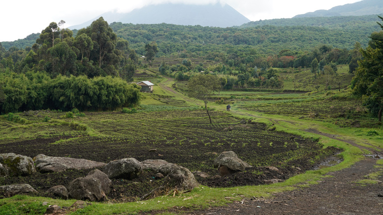 Virunga National Park 