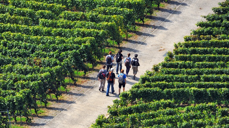 Wine hike in Lavaux, Switzerland