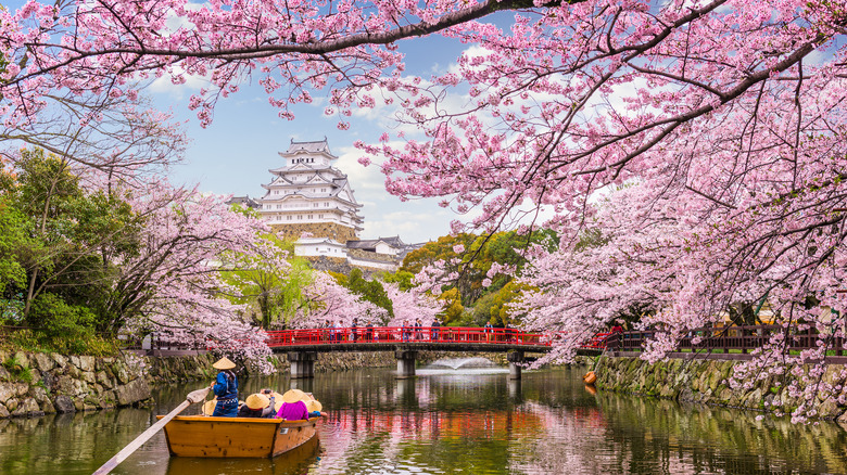 Himeji Castle and Cherry Blossoms