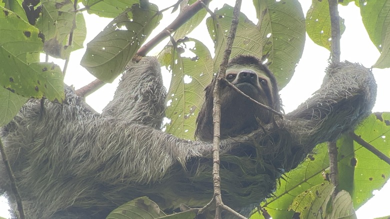 Sloth in trees