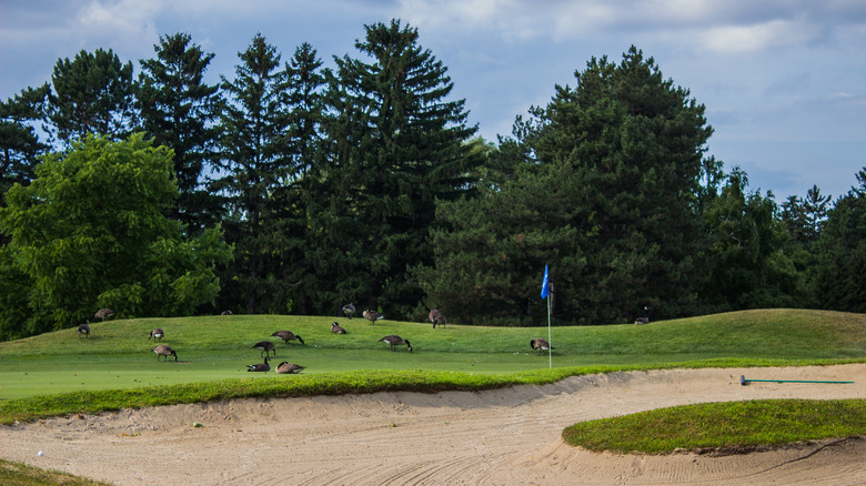 Geese at a Niagara course