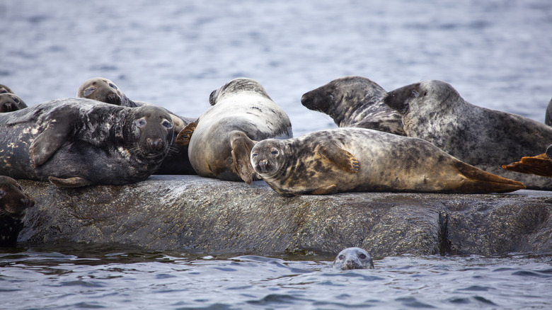 Seals on rock in Sweden