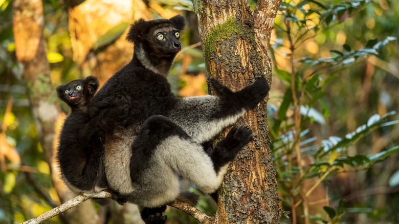 Indri in a tree