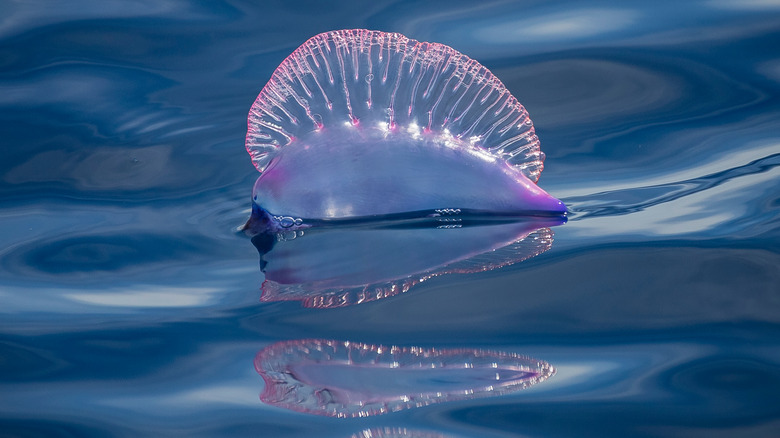 Portuguese man o' war