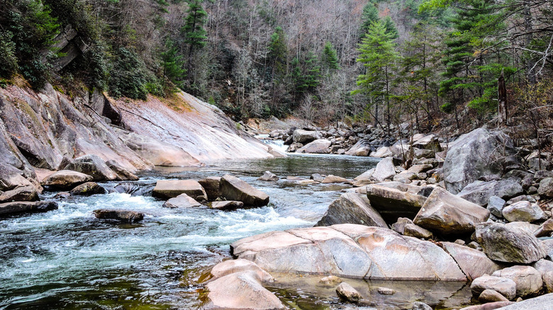 Creek in a forest with mountains