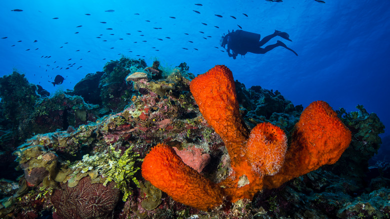 Little Cayman diver