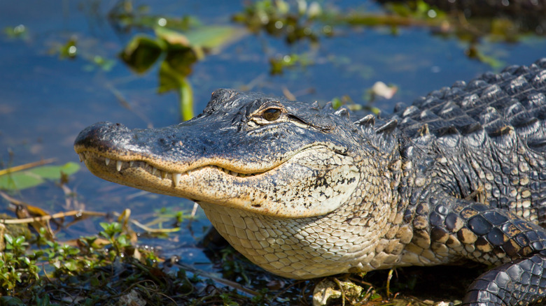 An alligator in Florida