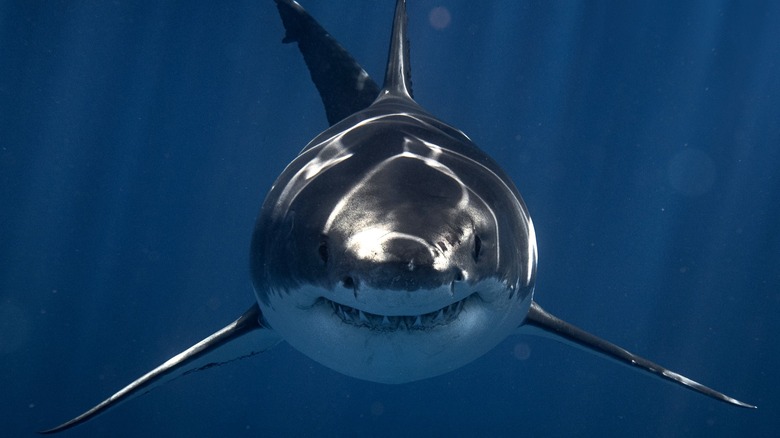 Grinning great white shark