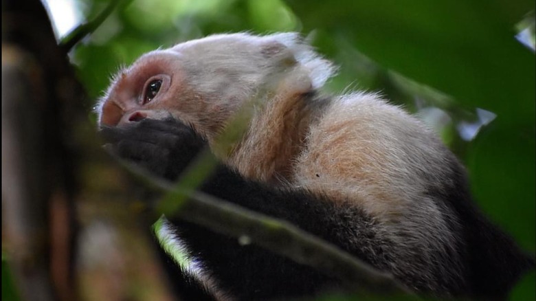 Monkey eating fruit at Manuel Antonio