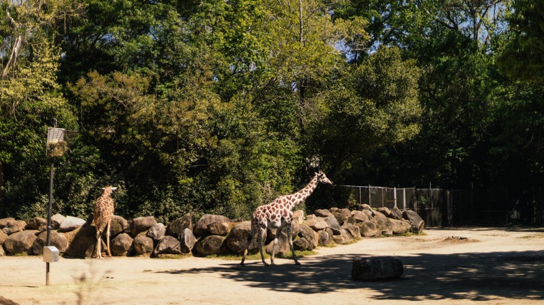 Giraffes in a zoo