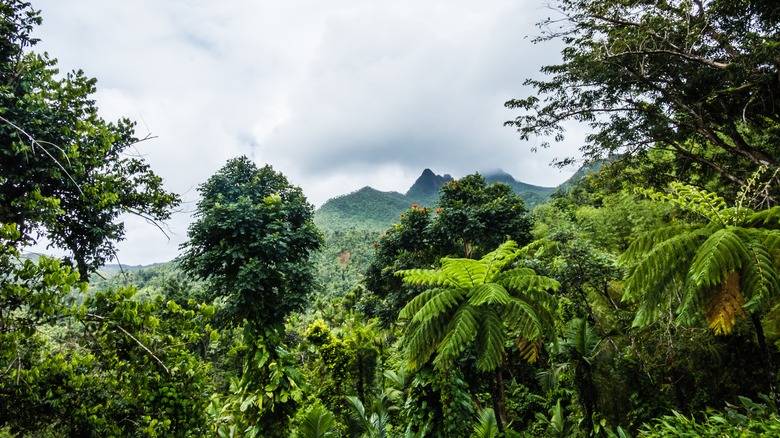 El Yunque