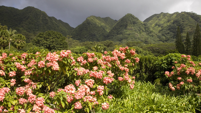 Lyon Arboretum, Hawaii 